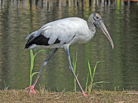 stork pics